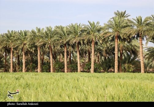 اجرای طرح آبیاری نوین در اراضی نخلستان استان بوشهر در چه مرحله‌ای است؟