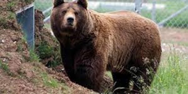 حمله خرس وحشی به ۲ نفر از عشایر کوهرنگی/ مصدومان به بیمارستان منتقل شدند