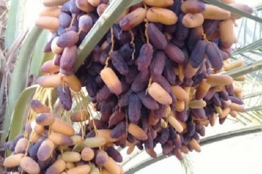 ۳۳ درصد محصولات نخیلات استان بوشهر به صورت نوبرانه برداشت میشود