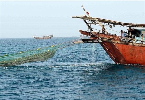 ۷۰۰ تن میگو در آبهای خلیج فارس استان بوشهر صید شد