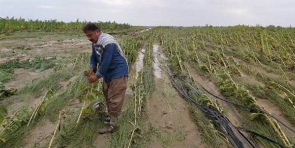 مونسون به کشاورزان بوشهری ۸۰۰ میلیارد تومان خسارت زد