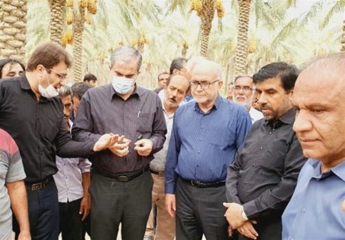خسارت سنگین بارشهای اخیر به نخلستانهای دشتی و تنگستان/ ۱۰۰ درصد محصول نخلستانها خسارت دید