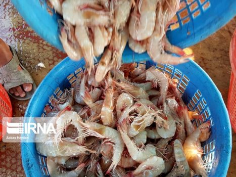 بهرهبرداری ۹ طرح شیلاتی زمینه ساز تحقق تولید ۲۰۰ هزار تنی آبزیان پرورشی در بوشهر