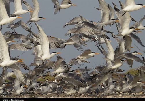 مهاجرت پرندگان مهاجر به آبگیر، سواحل و تالاب‌های استان بوشهر آغاز شد
