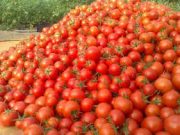 مشکل افزایش تعرفه صادرات گوجه حل می شود