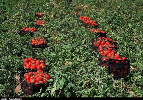۴۲۰ هزار تن گوجه‌فرنگی خارج از فصل از مزارع استان بوشهر روانه بازار شد