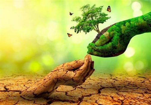 چگونه با آب شور درخت و جنگل بکاریم؟!/ مزایای شگفتانگیز “فناوری شورورزی” از مبارزه با ریزگردها تا پرورش آبزیان