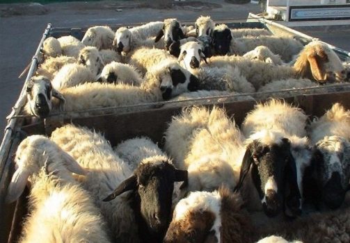 توقیف ۶۰۰ راس دام قاچاق در بوشهر