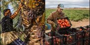 یک دل «سیر» گلایه/ دلال‌هایی که پول کشاورزان را به جیب می‌زنند!+عکس