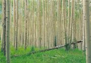 اختصاص ۴۰ هکتار زمین برای زراعت چوب با پساب فاضلاب در بوشهر