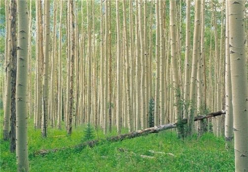 اختصاص ۴۰ هکتار زمین برای زراعت چوب با پساب فاضلاب در بوشهر