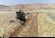 آغاز برداشت گندم از ۱۰۰ هزار هکتار اراضی استان بوشهر