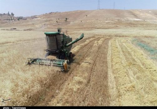 آغاز برداشت گندم از ۱۰۰ هزار هکتار اراضی استان بوشهر