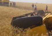 برداشت ۷۰ هزار تن گندم از مزارع استان بوشهر