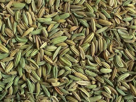 کاشت و برداشت گیاه دارویی زیره توسط بانوی دیلمی