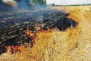 کشاورزان از آتش زدن باقیمانده محصولات کشاورزی در مزارع خودداری کنند