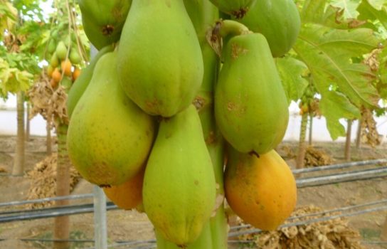 الگوی تولید در گلخانههای استان بوشهر تغییر کرد