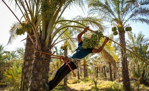 تُنُک کردن خوشههای خرما در ایستگاه تحقیقات میوههای گرمسیری بوشهر آغاز شد