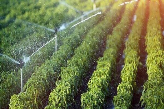 سفرههای آب زیرزمینی در دشتستان ته کشید/ لزوم اجرای الگوی کشت