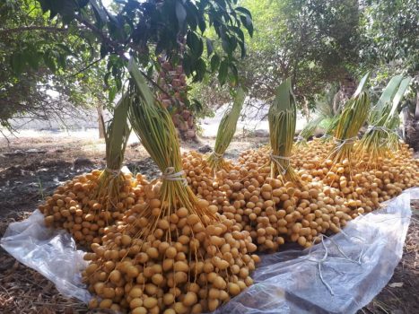 برداشت محصول نوبرانه خارک از نخلستانهای بوشهر آغاز شد