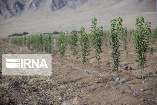 آغاز کاشت ۱۸۰ هزار نهال در حاشیه جادههای استان بوشهر