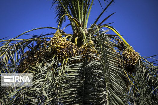 عارضه پژمردگی خوشه در کمین نخیلات استان بوشهر