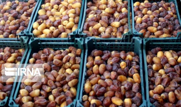 کام شیرین بوشهریها با برداشت نوبرانه رطب