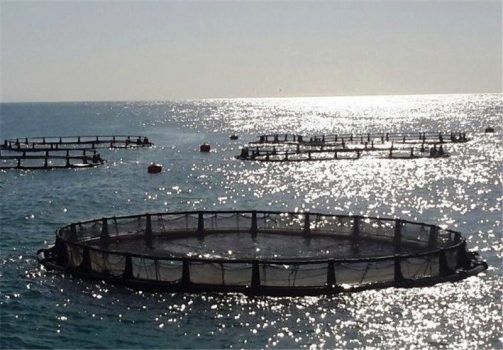 سرمایهگذاری ۶۲۰ میلیاردی اوقاف بوشهر در طرح پرورش ماهی
