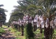 محرومیت‌زدایی در محروم‌ترین‌ منطقه ایران/ ایجاد بزرگ‌ترین نخلستان «مَجول» دنیا در بشاگرد ‌