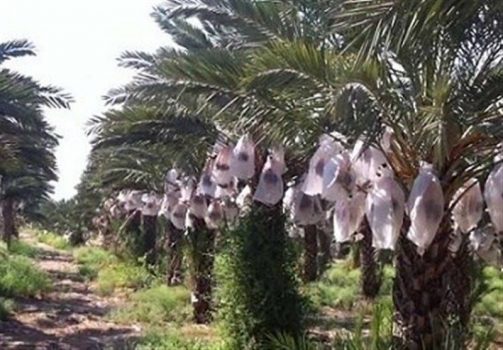 محرومیت‌زدایی در محروم‌ترین‌ منطقه ایران/ ایجاد بزرگ‌ترین نخلستان «مَجول» دنیا در بشاگرد ‌