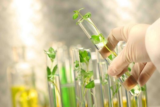 بزرگترین ذخایر ژنتیک گیاهی جهان اسلام در ایران نگهداری میشود