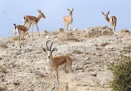انتقال ۵ تن علوفه برای تغذیه آهو ایرانی در جزیره خارگ استان بوشهر + تصویر