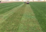 ورود دادستانی تهران به ماجرای آلوده‌بودن چمن ورزشگاه آزادی/ نمونه‌برداری انجام شد + فیلم
