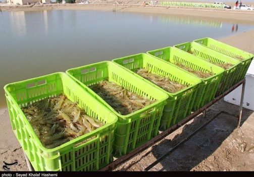 بیش از ۹۰ درصد میگو پرورشی تولیدی استان بوشهر صادر می‌شود