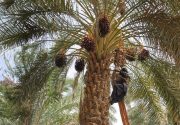 پایان برداشت محصول نخیلات استان بوشهر/ ۱۷۴ هزار تن محصول برداشت شد