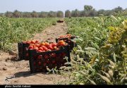 برگزاری جشنواره ملی گوجه فرنگی در جنوب استان بوشهر + تصویر