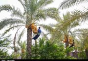 تشکیل میز ملی خرما در استان بوشهر