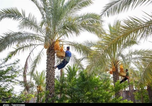 تشکیل میز ملی خرما در استان بوشهر