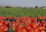 آغاز برداشت گوجه فرنگی از بیش از ۱۰ هزار هکتار مزارع استان بوشهر+ تصویر