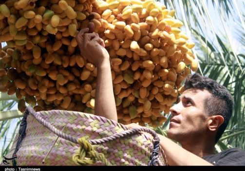 ۲ میلیون نفر در ایران از صنعت خرما امرار‌معاش می‌کنند