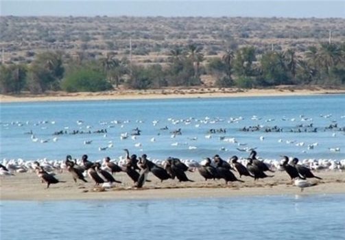 کنگره شهدا و ایثارگران محیط زیست کشور در اهواز برگزار میشود