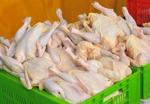 توزیع روزانه ۵۰ تن گوشت مرغ منجمد در استان بوشهر