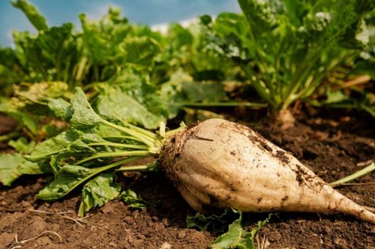 برای اولین بار در استان ۳۷۰ هکتار از اراضی شبانکاره زیر کشت چغندر قند رفت