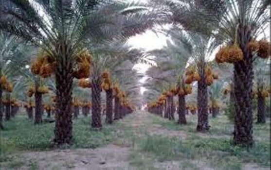 برداشت رطب نوبرانه نخیلات دشتستان بوشهر آغاز شد